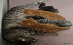 Mixed Breed cats for sale: Adorable Tabby Kittens 🐾 - Image 21