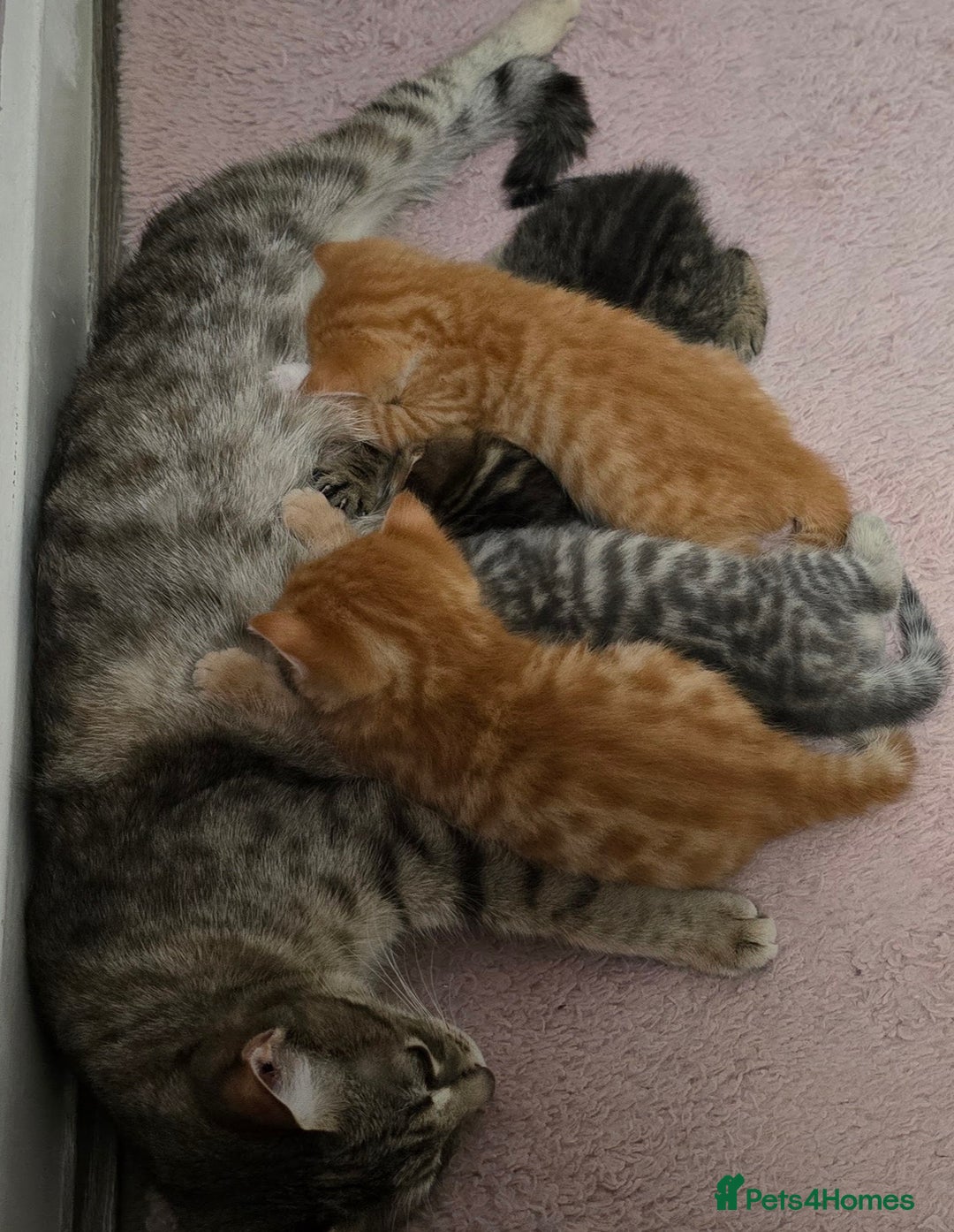 Mixed Breed cats for sale: Adorable Tabby Kittens 🐾 - Image 21