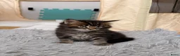 Maine Coon cats for sale: 🐈‍⬛ Maine Coon Kittens 3 Girls and 2 Boys 🐈‍⬛ - Advert 5