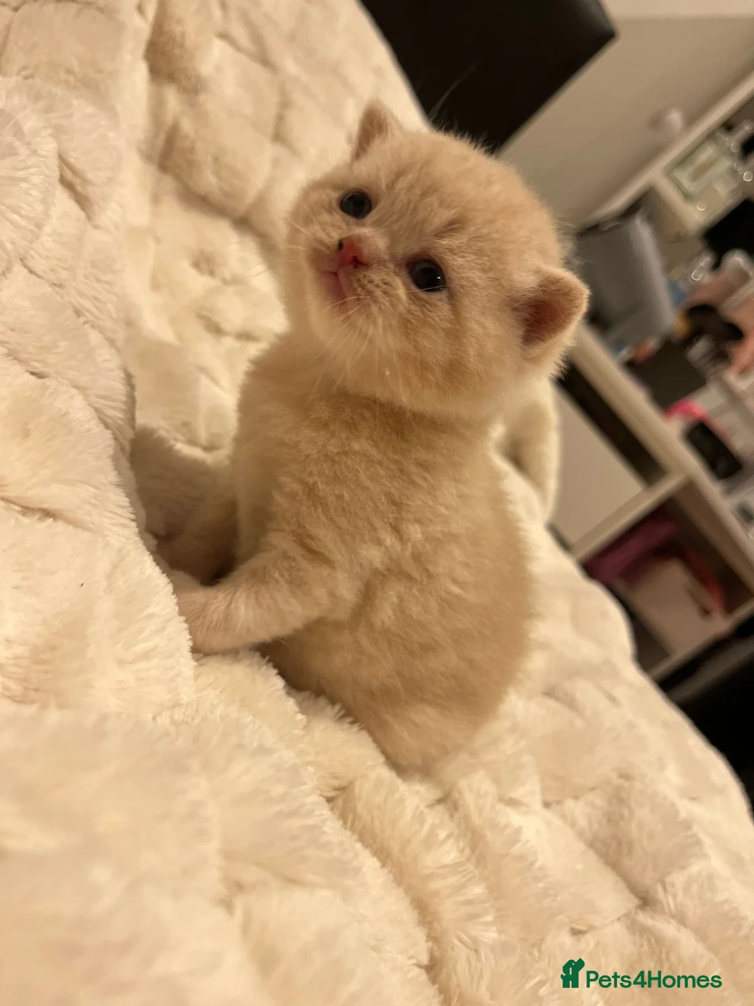 British Shorthair cats for stud: Lilac GCCF active stud Manchester  in Manchester - Advert 17