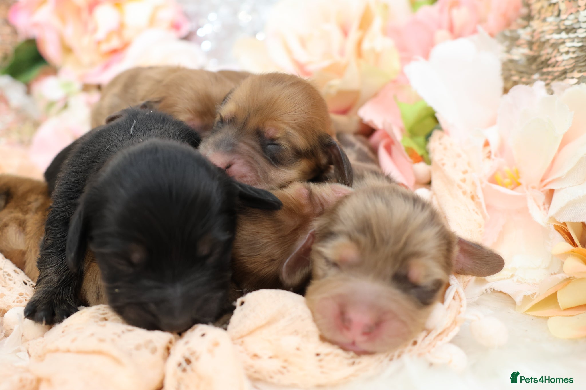 Miniature Dachshund dogs KC Longhair Miniature Dachshund Puppies - Advert 1