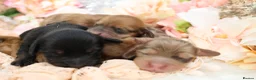 Miniature Dachshund dogs for sale: KC Longhair Miniature Dachshund Puppies - Advert 1