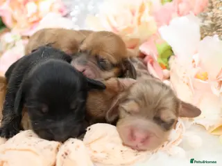 Miniature Dachshund dogs KC Longhair Miniature Dachshund Puppies - Advert 1