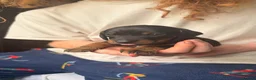 Jackshund dogs for sale: Beautiful Jackshund Puppies 2 Boys & 2 Girls 🐶❤️ in Southam - Advert 2