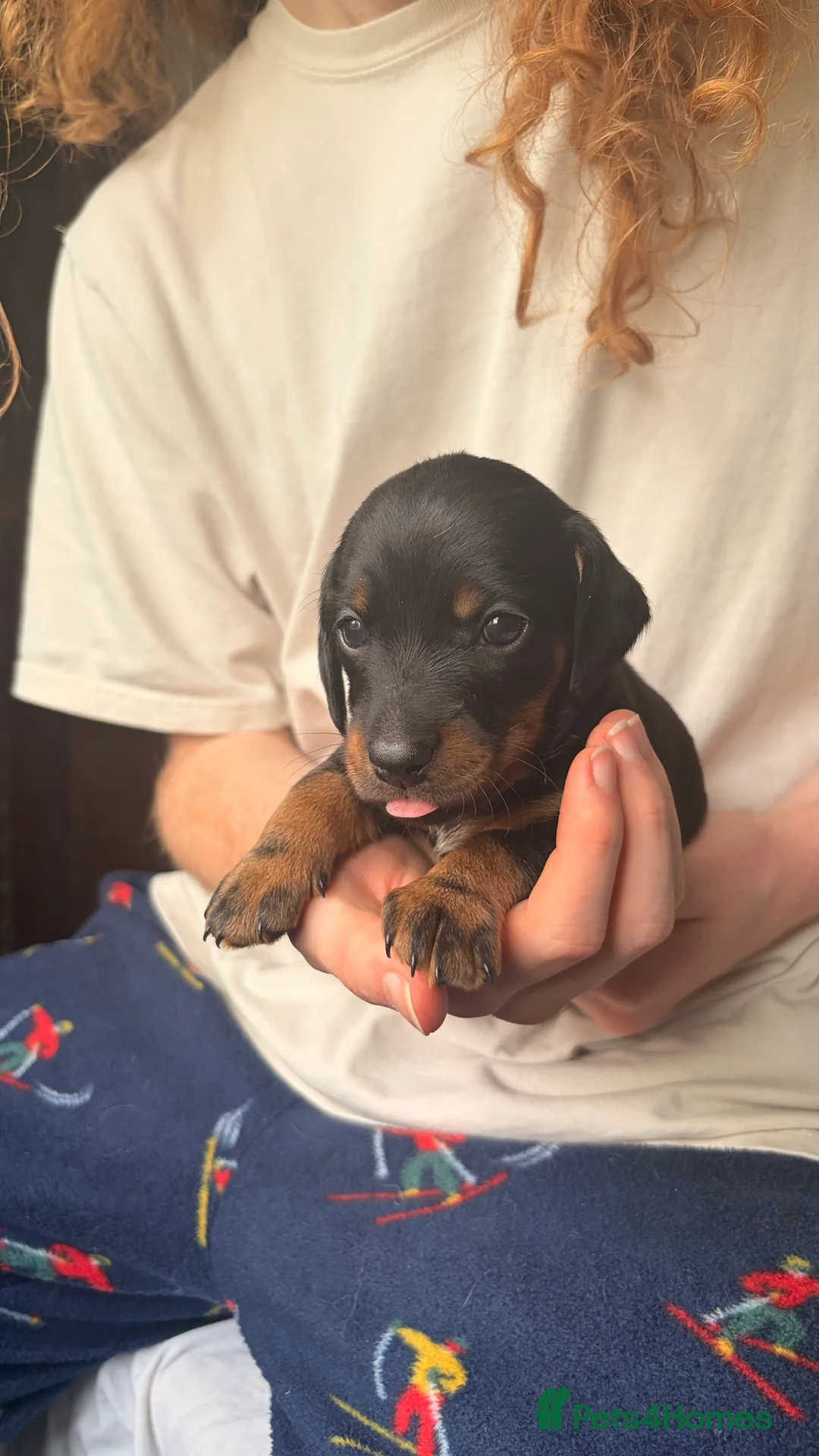 Jackshund dogs for sale: Beautiful Jackshund Puppies 2 Boys & 2 Girls 🐶❤️ in Southam - Advert 2
