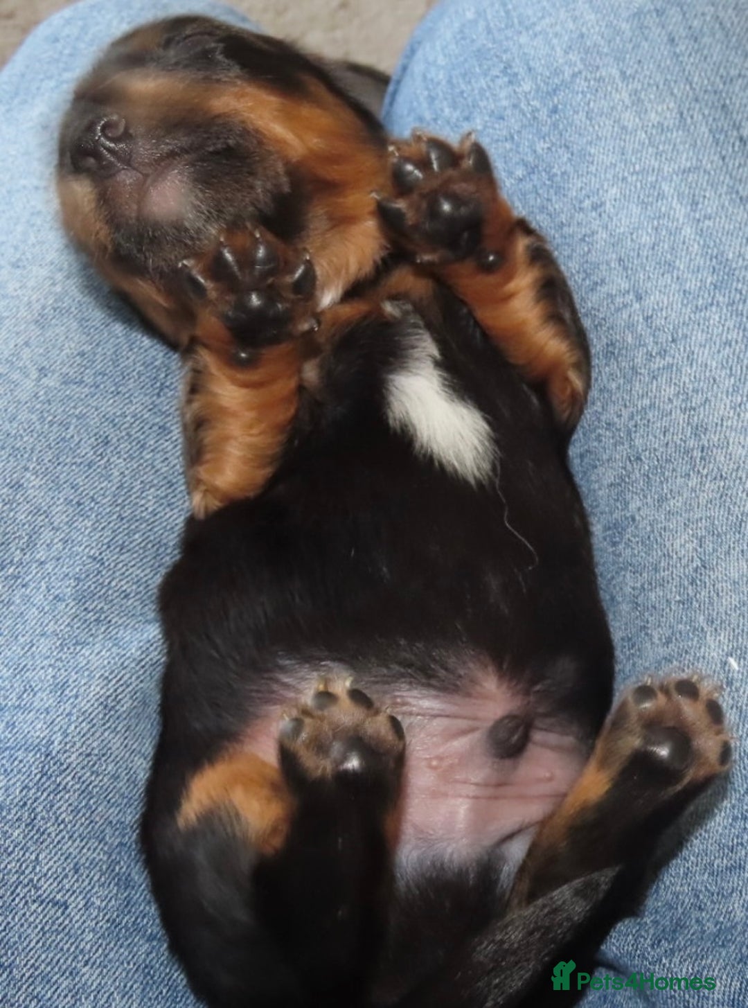 Mixed Breed dogs for sale: Dachshund Jack Russel xdachsund  - Advert 3
