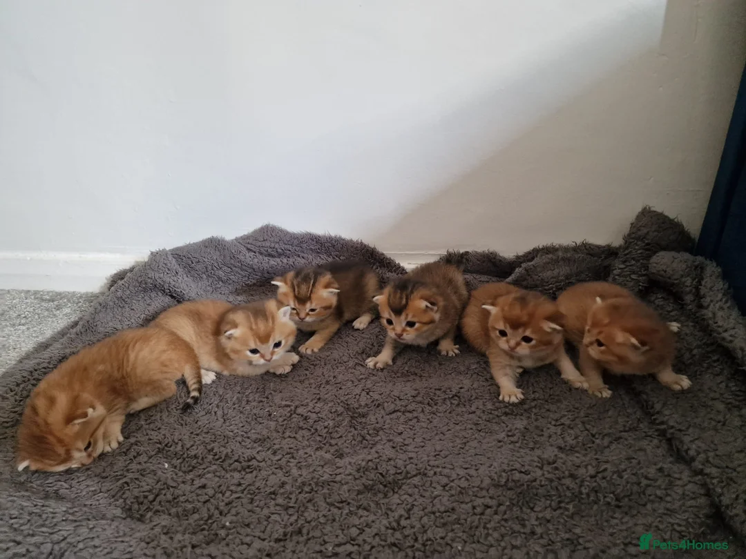 British Shorthair cats for stud: British shorthair Gold Ny12 in Nottingham - Advert 17