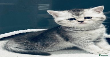 Scottish Fold cats - Advert 10
