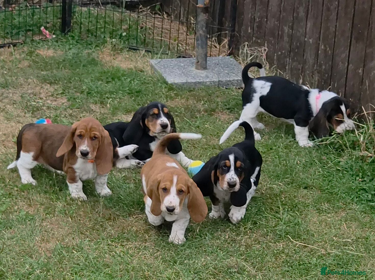 Basset Hound dogs KC BASSET HOUND PUPPIES  - Advert 1
