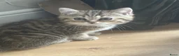 British Shorthair cats for sale: 😻Beautiful British Shorthair Kittens 🐈‍⬛ 🩷💙 - Advert 8