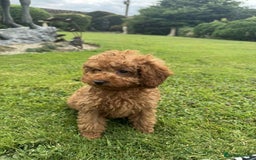 Toy Poodle dogs for sale: Toy poodle puppies looking for their forever home  - Image 2