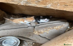 Mixed Breed cats for sale: Adorable Kittens  - Image 15