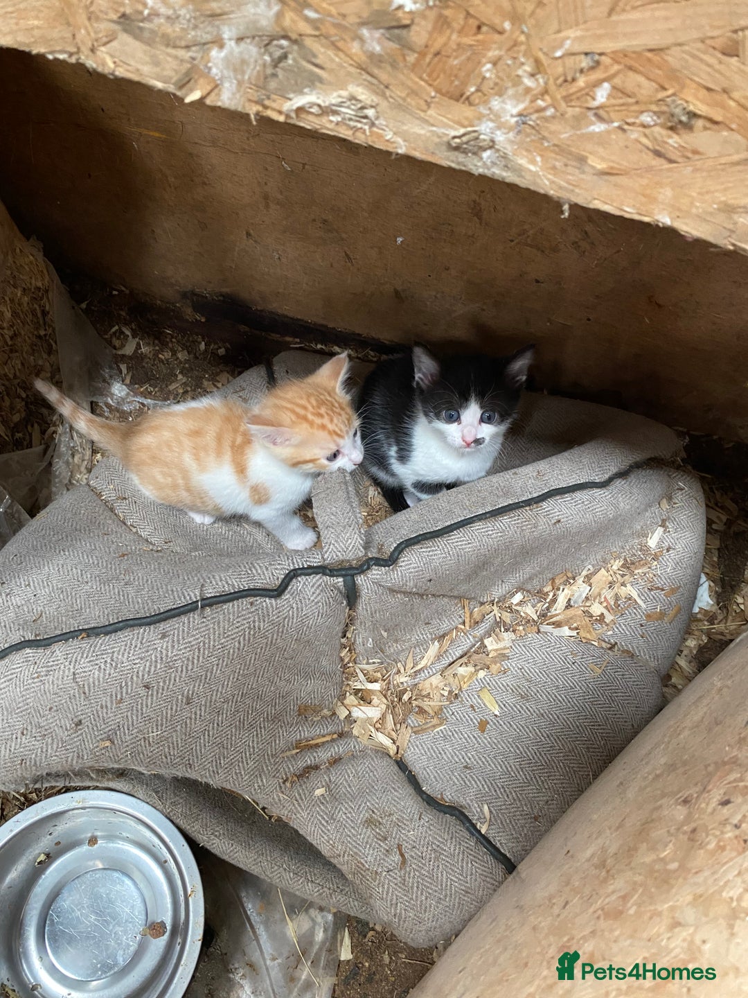 Mixed Breed cats for sale: Adorable Kittens  - Image 15