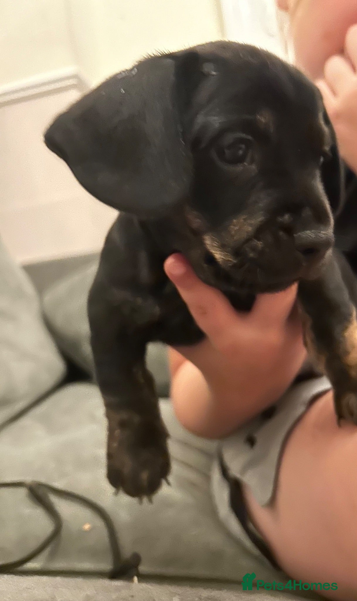 Mixed Breed dogs French bull weiners  - Advert 16