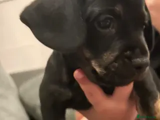 Mixed Breed dogs French bull weiners - Advert 16