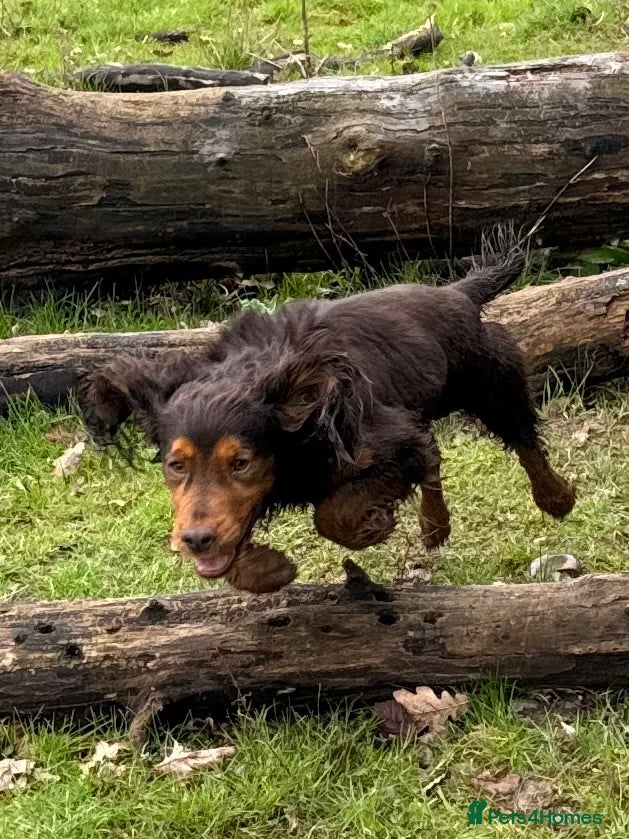 Cocker Spaniel dogs Stunning Chocolate & Tan Cocker Proven Stud in Burton-on-Trent - Advert 14