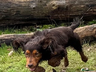 Cocker Spaniel dogs in Burton-on-Trent - Advert 22