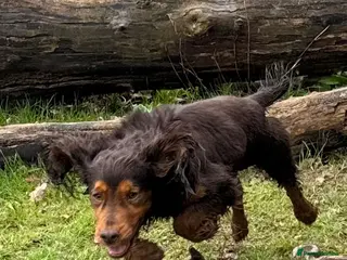 Cocker Spaniel dogs Stunning Chocolate & Tan Cocker Proven Stud in Burton-on-Trent - Advert 7