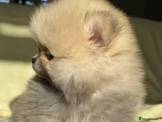 Pomeranian dogs Champion Lines Tiny Teddy Faced Pomeranians - Advert 5