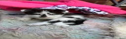 Mixed Breed cats for sale: Beautiful kittens for sale  - Advert 21