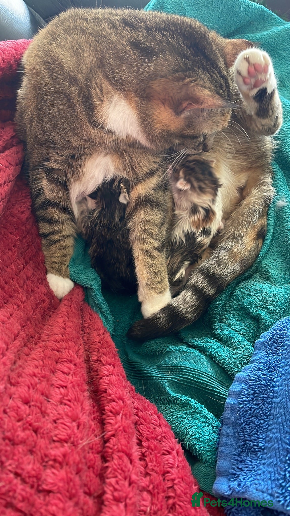 Mixed Breed cats Kitten full of love and fun  - Advert 2
