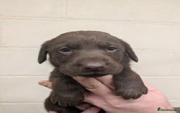 Labrador Retriever dogs for sale: Gorgeous chocolate Labrador puppies for sale - Advert 15