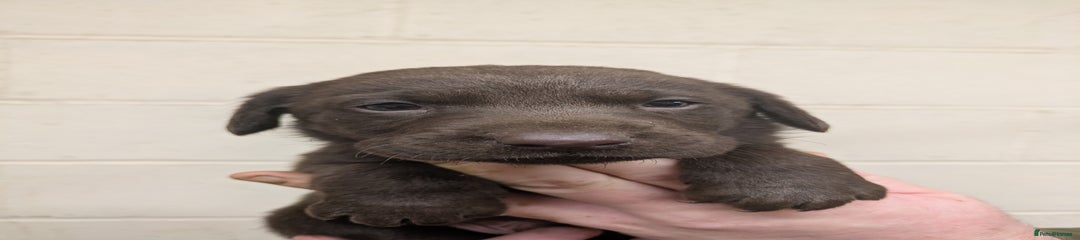 Labrador Retriever Puppy 2