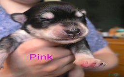 Siberian Husky dogs for sale: Wooly Siberian huskys - Image 8