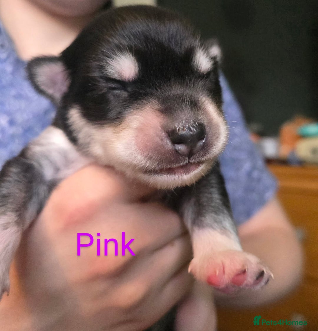 Siberian Husky dogs for sale: Wooly Siberian huskys - Image 8