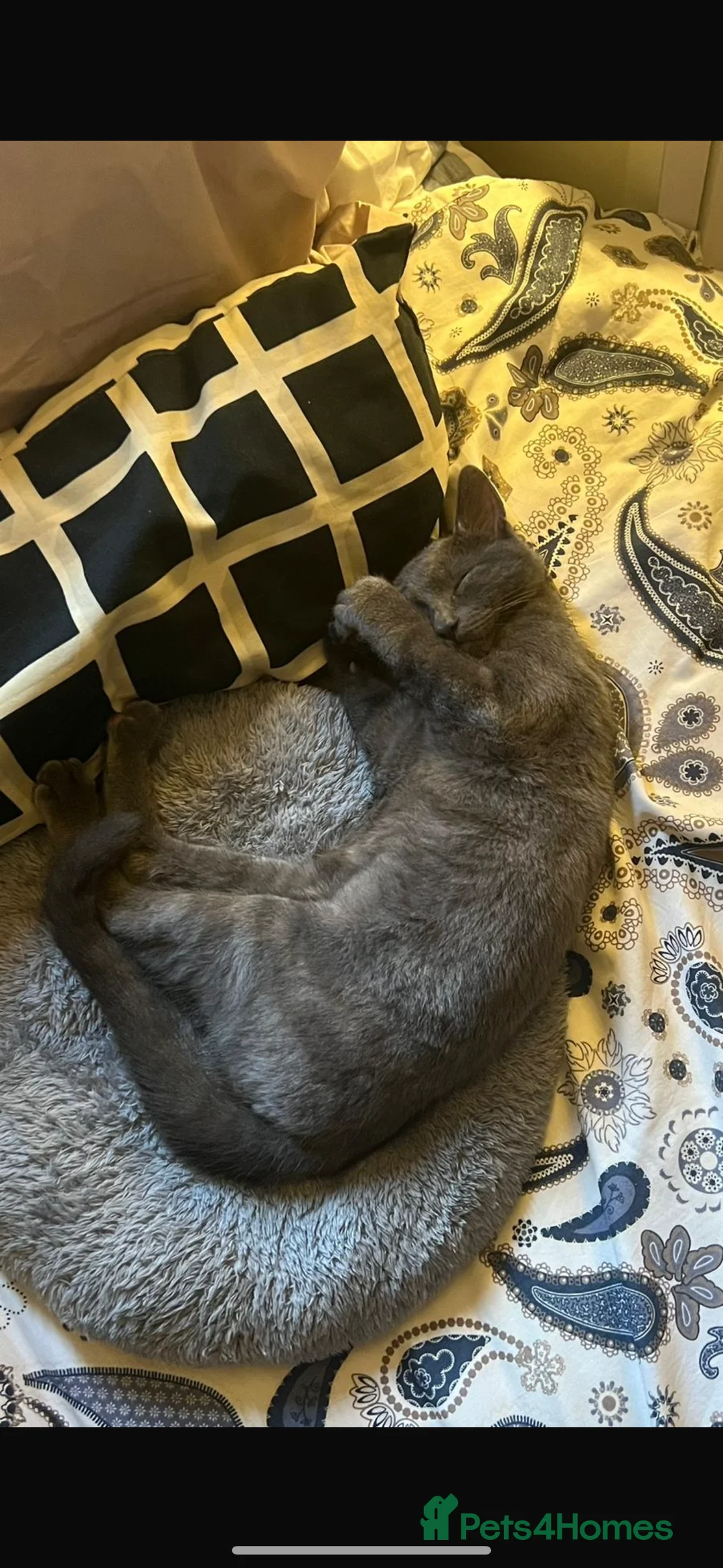Chartreux cats for stud: Handsome BSH mix for Stud  in London - Advert 4