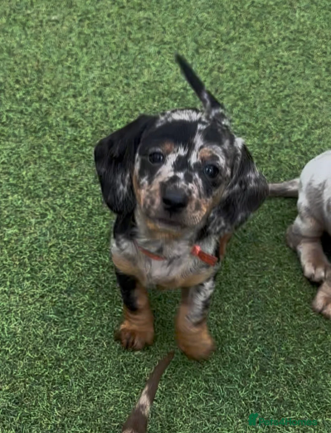 Miniature Dachshund dogs for sale: Miniature Dachshunds DNA tested in Alfreton - Advert 1