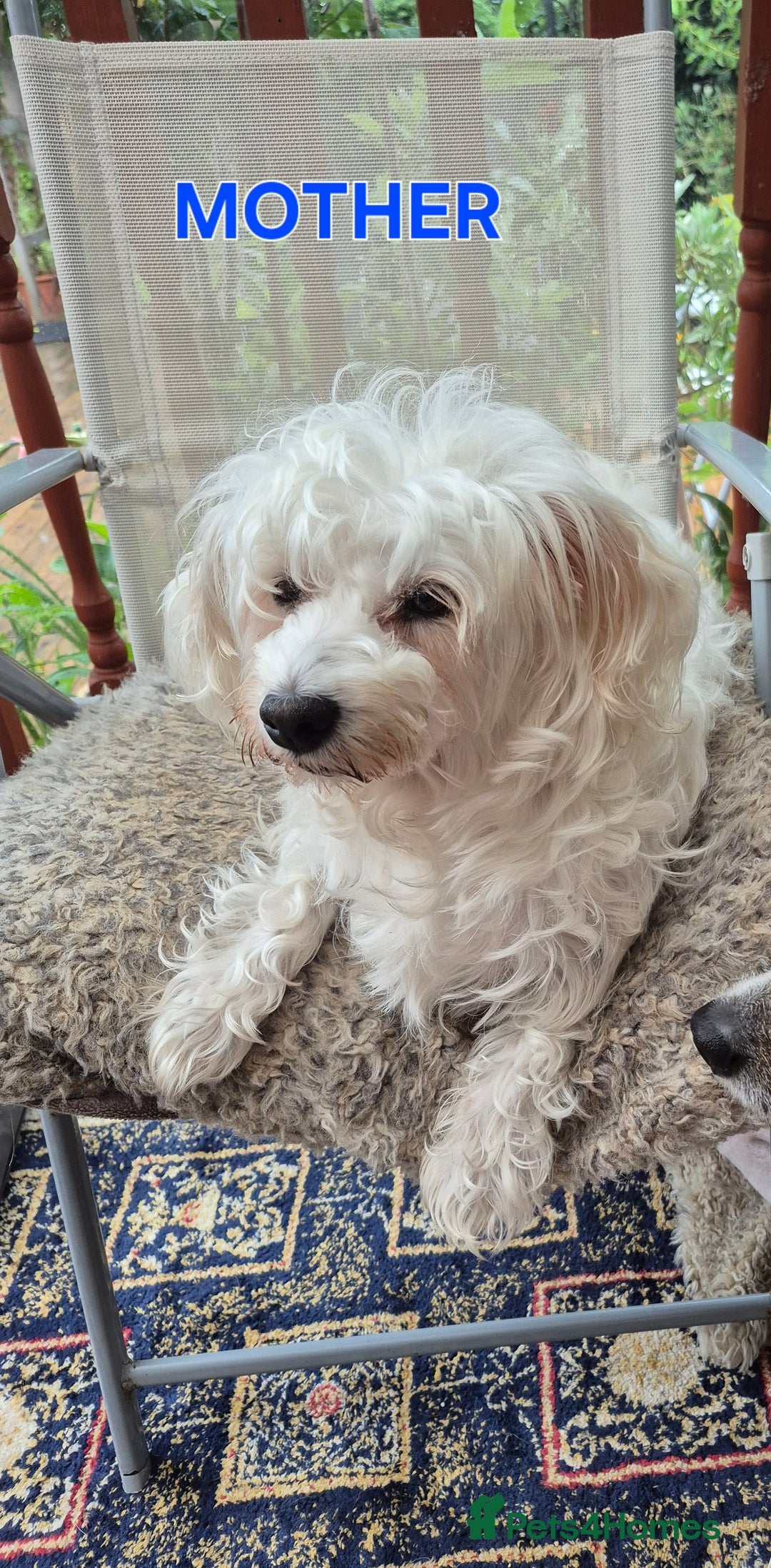 Zuchon dogs for sale: Bichon Frise puppy for sale  - Image 31