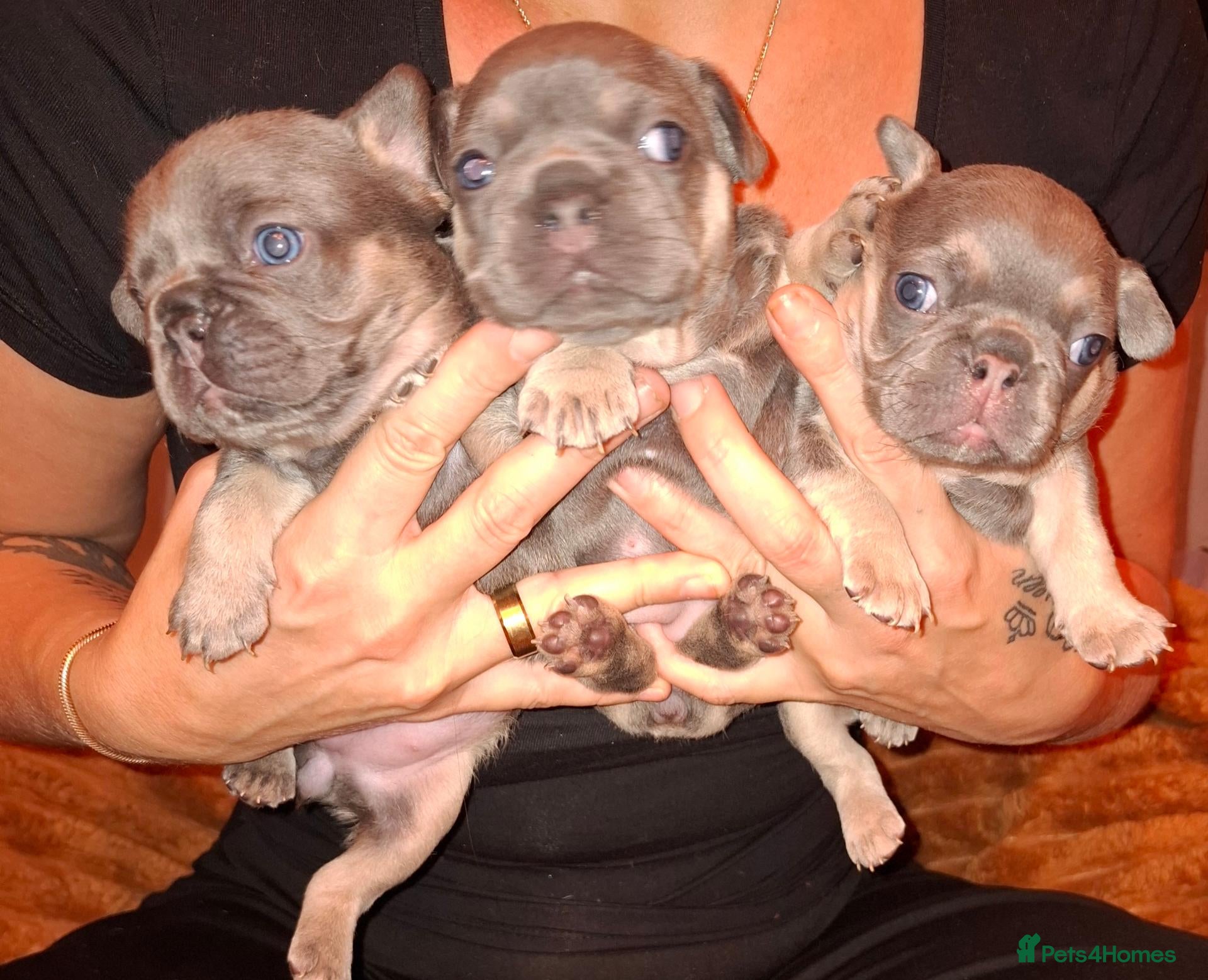 French Bulldog dogs for sale: Puppies  - Advert 16