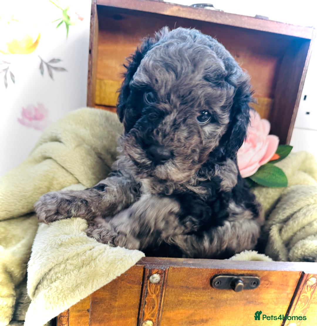Cavapoochon dogs for sale: F1b Cavapoochon  - Image 2
