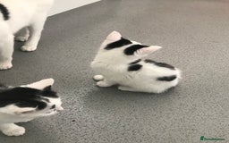 Mixed Breed cats for sale: Female kittens  - Image 4