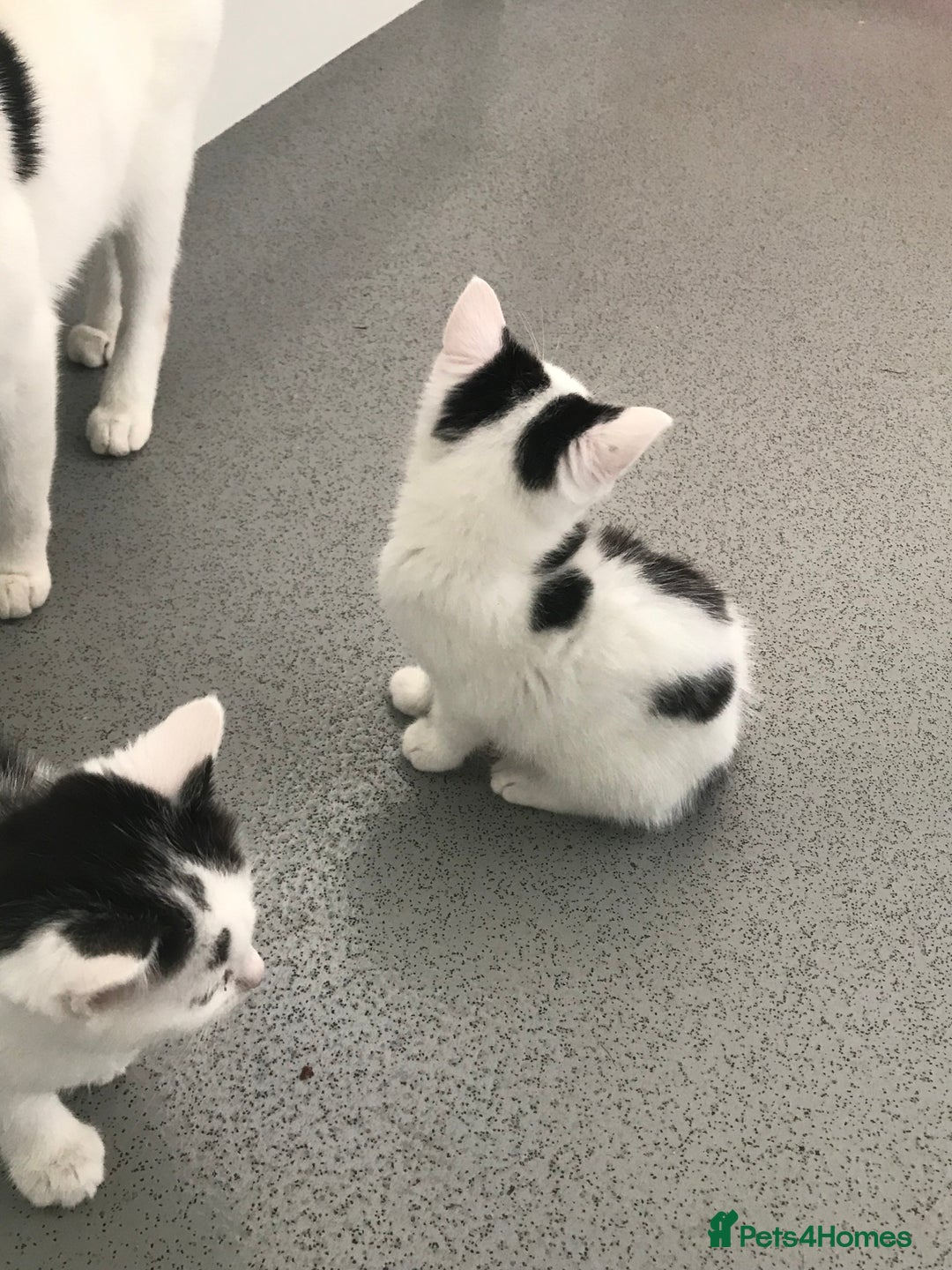 Mixed Breed cats for sale: Female kittens  - Image 4