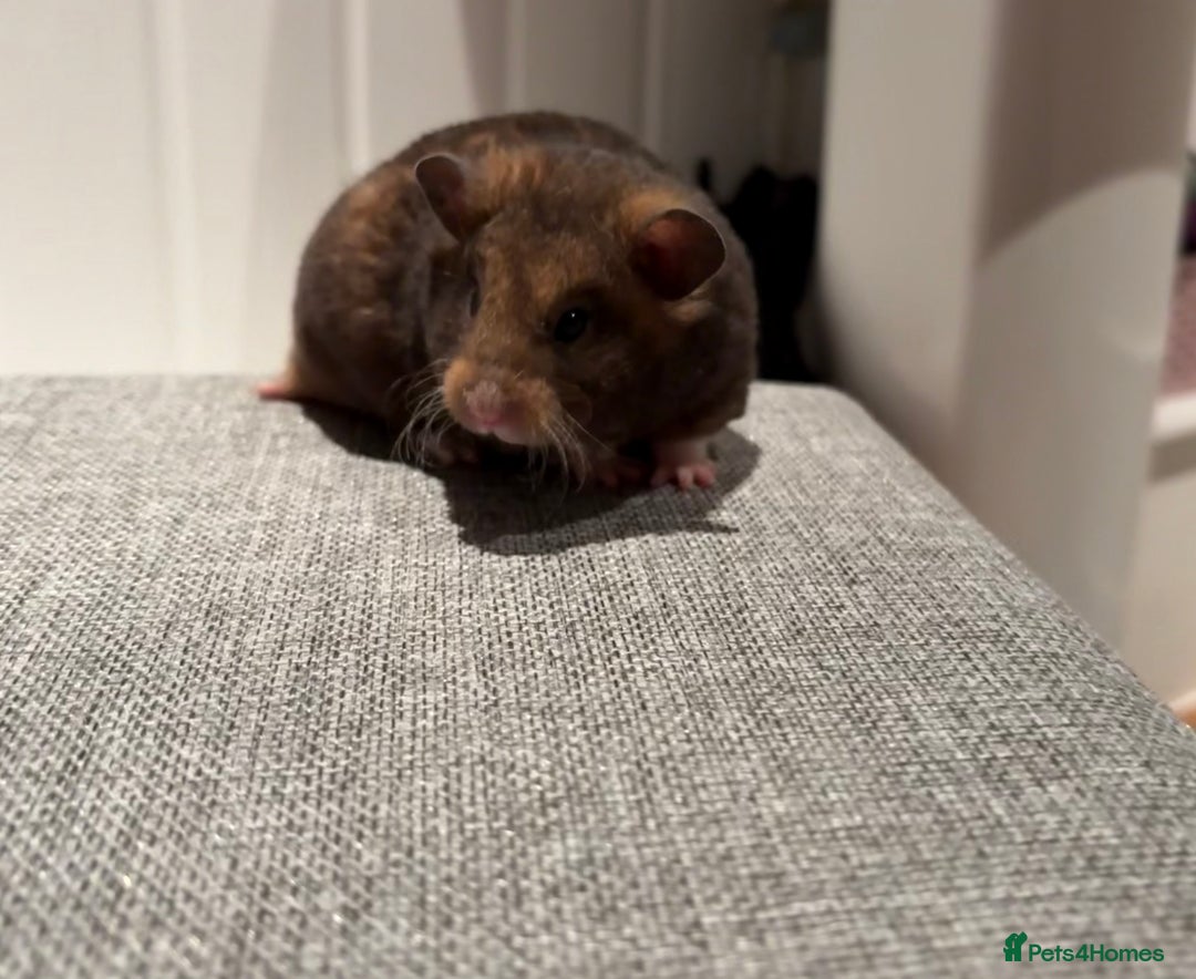 Hamster rodents for sale: Pedigree Syrian hamster waiting list🐹 - Advert 2