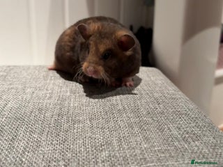 Hamster rodents Pedigree Syrian hamsters - Advert 1