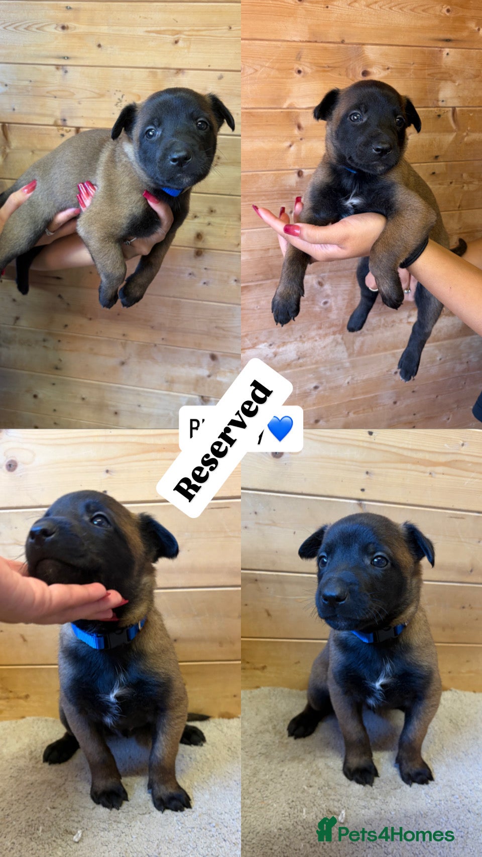 Belgian Shepherd Dog dogs  BELGIAN MALINOIS PUPPIES AVAILABLE - Advert 2