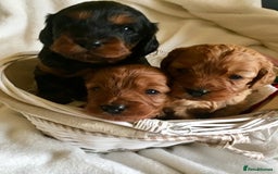 Miniature Poodle dogs for stud: Extensively Health Tested Deep Red Mini Poodle in Mansfield - Image 18