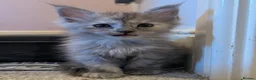 Maine Coon cats for sale: Beautiful Maine coon kittens - Advert 11