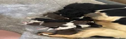 English Springer Spaniel dogs for sale: Springer Spaniel Puppies  - Advert 1