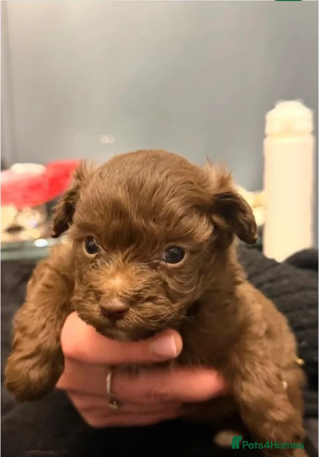 Pomapoo dogs for sale: F1 pomapoo baby’s  - Advert 2