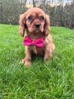Cavalier King Charles Spaniel dogs KC Cavalier King Charles Spaniel Puppies 🧬 - Advert 4