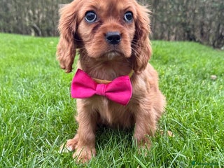 Cavalier King Charles Spaniel dogs KC Cavalier King Charles Spaniel Puppies 🧬 - Advert 6