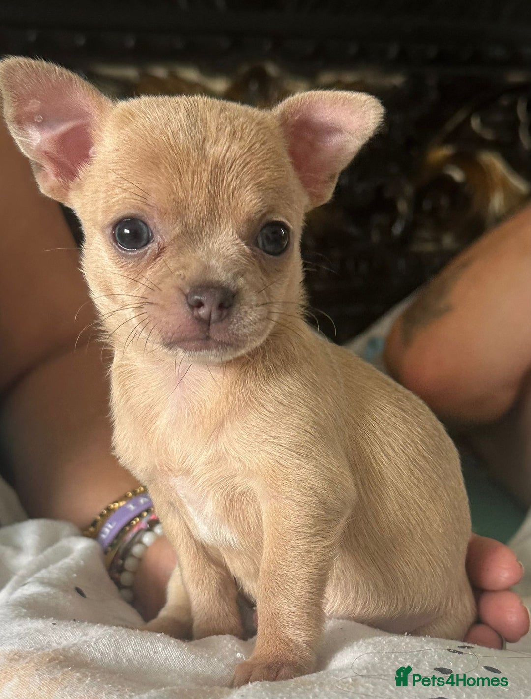 Chihuahua dogs for sale: Beautiful Chihuahua puppies - Image 7