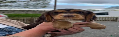 Puppy 4
