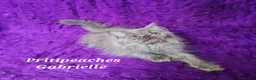 Persian cats for sale: Gccf Registered Persian Kittens  - Advert 11