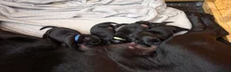 Labrador Retriever dogs for sale: KC Registered Black Labrador Puppies - Advert 12
