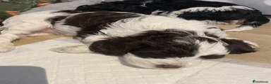 Cavapoo 3